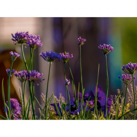 CALVENDO Puzzle CALVENDO Puzzle Lila Blumen Пазл CALVENDO Puzzle Фиолетовые цветы