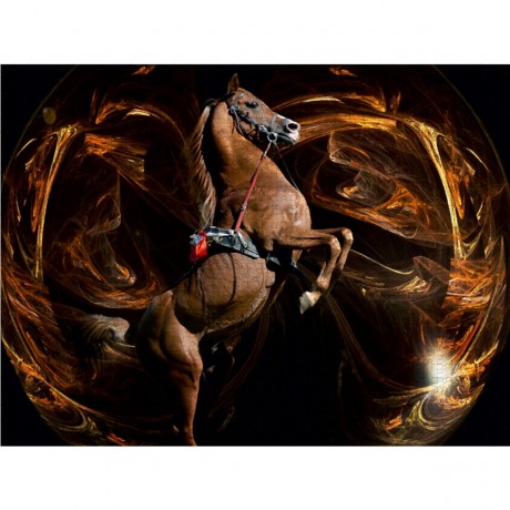 CALVENDO Puzzle CALVENDO Puzzle Das hochgezogene Pferd Пазл CALVENDO Puzzle Подъехавшая лошадь