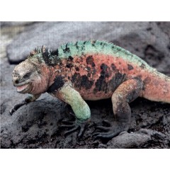 CALVENDO Puzzle CALVENDO Puzzle Meerechse auf der Galapagos Insel Floreana Пазл CALVENDO Пазл морской игуаны на галапагосском острове Флореана