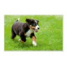 CALVENDO Puzzle CALVENDO Puzzle Emotionale Momente: Berner Sennenhund. \/ CH-Version Пазл CALVENDO Пазл Эмоциональные моменты: Бернский зенненхунд. \/ версия CH