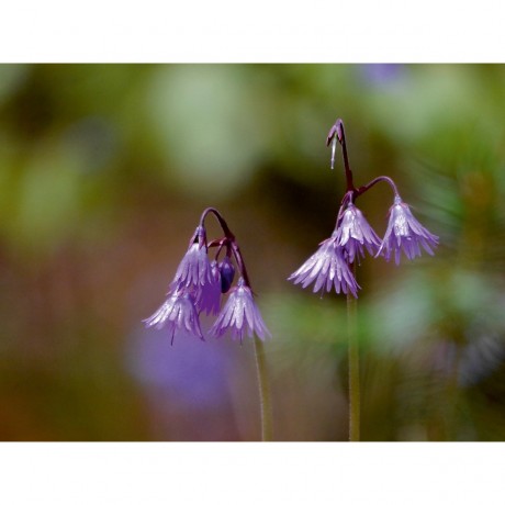 CALVENDO Puzzle CALVENDO Puzzle Alpenglockchen Пазл CALVENDO Пазл Альпийские колокольчики