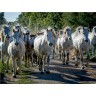 CALVENDO Puzzle CALVENDO Puzzle Camargue auf Wegen Пазл CALVENDO Пазл Камарг на дорожках