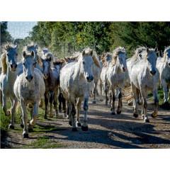 CALVENDO Puzzle CALVENDO Puzzle Camargue auf Wegen Пазл CALVENDO Пазл Камарг на дорожках