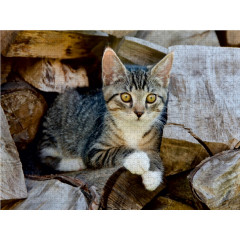 CALVENDO Puzzle CALVENDO Puzzle Niedliches junges Katzchen auf einem Holzstapel Пазл CALVENDO Puzzle Милый котенок на куче дров