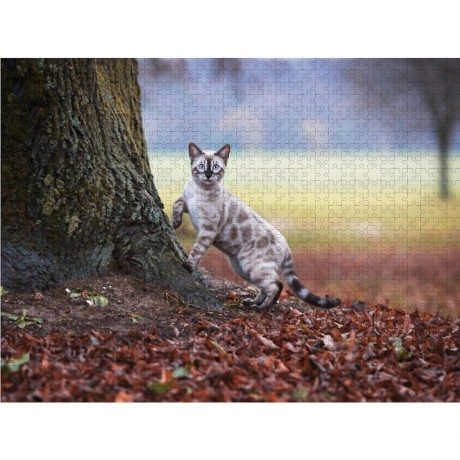 CALVENDO Puzzle CALVENDO Puzzle Bengalkater beim Waldspaziergang Пазл CALVENDO Puzzle Бенгальский кот на прогулке в лесу