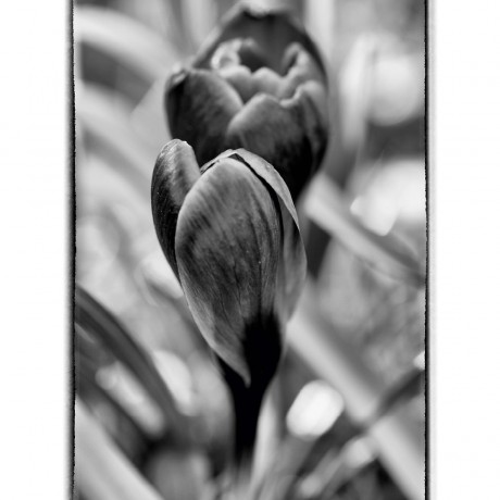 CALVENDO Puzzle CALVENDO Puzzle Krokus abstrakt in schwarz\/weiss Пазл CALVENDO Puzzle crocus abstract в черно-белом цвете