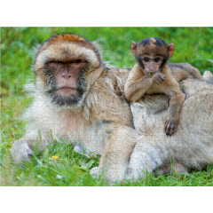 CALVENDO Puzzle CALVENDO Puzzle Berberaffen Пазл CALVENDO Пазл Варварские макаки