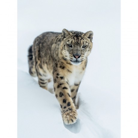 CALVENDO Puzzle CALVENDO Puzzle Schneeleopard Пазл CALVENDO Пазл снежный барс