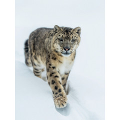 CALVENDO Puzzle CALVENDO Puzzle Schneeleopard Пазл CALVENDO Пазл снежный барс