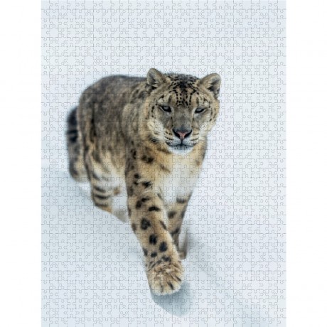CALVENDO Puzzle CALVENDO Puzzle Schneeleopard Пазл CALVENDO Пазл снежный барс