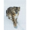 CALVENDO Puzzle CALVENDO Puzzle Schneeleopard Пазл CALVENDO Пазл снежный барс