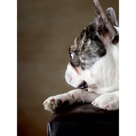 CALVENDO Puzzle CALVENDO Puzzle Prinz Пазл CALVENDO Пазл Принц