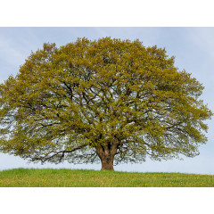 CALVENDO Puzzle CALVENDO Puzzle Eiche in den vier Jahreszeiten. Пазл CALVENDO Пазл Дуб в четыре сезона.