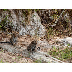 CALVENDO Puzzle CALVENDO Puzzle Emotionale Momente: Leoparden Пазл CALVENDO Puzzle Эмоциональные моменты: леопарды