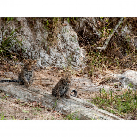 CALVENDO Puzzle CALVENDO Puzzle Emotionale Momente: Leoparden Пазл CALVENDO Puzzle Эмоциональные моменты: леопарды