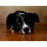 CALVENDO Puzzle CALVENDO Puzzle Jody Пазл CALVENDO Пазл Джоди