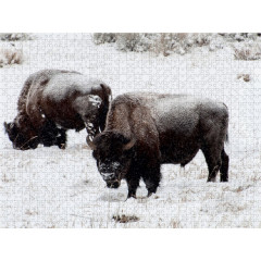 CALVENDO Puzzle CALVENDO Puzzle Bisons am Blacktail Plateau Пазл CALVENDO Puzzle Бизон на плато Блэктейл