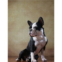 CALVENDO Puzzle CALVENDO Puzzle Shahrukh Пазл CALVENDO Пазл Шахрукх