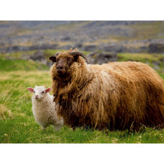 CALVENDO Puzzle CALVENDO Puzzle Beautiful Nature Пазл CALVENDO Puzzle Красивая Природа