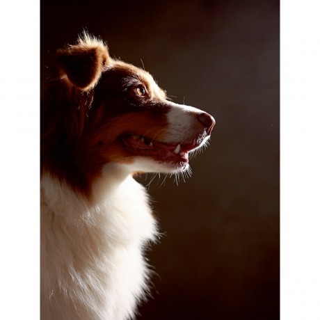 CALVENDO Puzzle CALVENDO Puzzle Bones Пазл CALVENDO Puzzle Bones