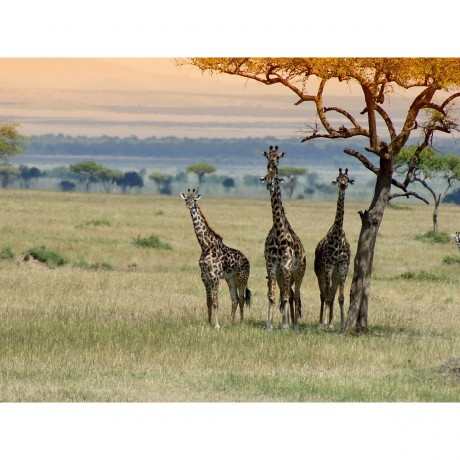 CALVENDO Puzzle CALVENDO Puzzle Faszination Safari. Wildlife in Kenia Пазл CALVENDO Puzzle Очарование Сафари. Дикая природа в Кении