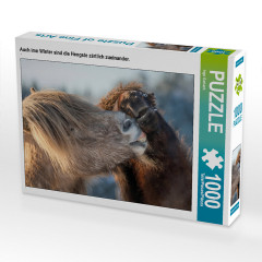 CALVENDO Puzzle CALVENDO Puzzle Auch imn Winter sind die Hengste zartlich zueinander. Пазл CALVENDO Puzzle Даже зимой жеребцы нежно относятся друг к другу.