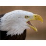 CALVENDO Puzzle CALVENDO Puzzle Rufender Weisskopfseeadler. Пазл CALVENDO Пазл Вызов белоголового орлана.
