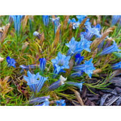 CALVENDO Puzzle CALVENDO Puzzle Bluhender Enzian Пазл CALVENDO Puzzle Цветущая горечавка