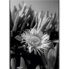 CALVENDO Puzzle CALVENDO Puzzle Mittagsblume (Dorotheanthus) in schwarzweiss Пазл CALVENDO Пазл ледяное растение (Dorotheanthus) в черно-белом цвете