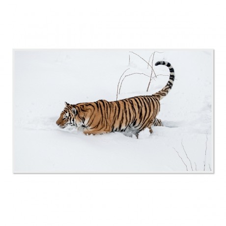 CALVENDO Puzzle CALVENDO Puzzle Emotionale Momente: Tiger Пазл CALVENDO Puzzle Эмоциональные моменты: тигр