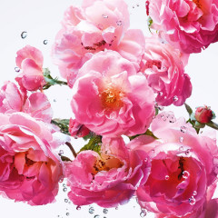 DIOR Rose n#x27;Roses  Розы n#x27;Розы
