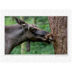 CALVENDO Puzzle CALVENDO Puzzle Emotionale Momente: Europaischer Elch Part II Пазл CALVENDO Puzzle Emotional Moments: European Moose Part II