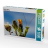 CALVENDO Puzzle CALVENDO Puzzle Mantis religiosa Пазл CALVENDO Puzzle Mantis religiosa