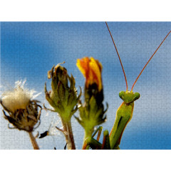 CALVENDO Puzzle CALVENDO Puzzle Mantis religiosa Пазл CALVENDO Puzzle Mantis religiosa