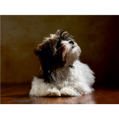 CALVENDO Puzzle CALVENDO Puzzle Levi Пазл CALVENDO Пазл Леви