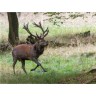 CALVENDO Puzzle CALVENDO Puzzle Aufgeregt vertreibt der Platzhirsch die Nebenbuhler. Головоломка CALVENDO Puzzle В возбуждении главный пес прогоняет соперников.
