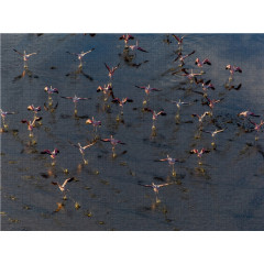 CALVENDO Puzzle CALVENDO Puzzle Emotionale Momente: Der Lake Elementaita in Kenia. Пазл CALVENDO Пазл Эмоциональные моменты: Озеро Элементайта в Кении.