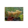 CALVENDO Puzzle CALVENDO Puzzle Ampulloclitocybe clavipes Пазл CALVENDO Puzzle Ampulloclitocybe clavipes