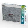 CALVENDO Puzzle CALVENDO Puzzle Feuerwanze Пазл CALVENDO Puzzle огненный жук