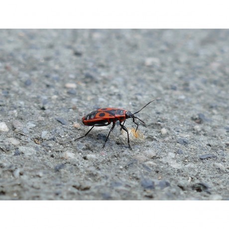 CALVENDO Puzzle CALVENDO Puzzle Feuerwanze Пазл CALVENDO Puzzle огненный жук