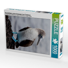 CALVENDO Puzzle CALVENDO Puzzle Blaufusstolpel auf der Galapagos Insel Tintoteras Пазл CALVENDO Puzzle Голубоногая щетина на галапагосском острове Тинтотерас