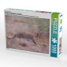 CALVENDO Puzzle CALVENDO Puzzle Emotionale Momente: Leoparden Пазл CALVENDO Puzzle Эмоциональные моменты: леопарды